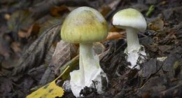Amanita phalloides poisonous ang dangerous mushroom, commonly known as the death cap