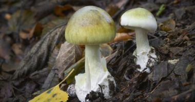 Amanita phalloides poisonous ang dangerous mushroom, commonly known as the death cap