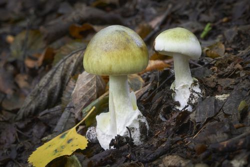 Amanita phalloides poisonous ang dangerous mushroom, commonly known as the death cap