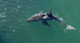 A﻿ skipper was left surprised to see a two-metre great white shark circling his boat at a marina south of Adelaide on the Fleurieu Peninsula.