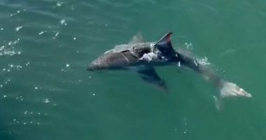 A﻿ skipper was left surprised to see a two-metre great white shark circling his boat at a marina south of Adelaide on the Fleurieu Peninsula.