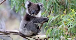'Must never happen again': Call for inquiry after hundreds of koalas shot dead