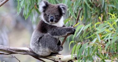 'Must never happen again': Call for inquiry after hundreds of koalas shot dead