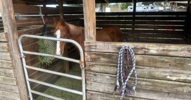 'There is no need for it': Lakeland horse farm reacts to cases of animal cruelty, neglect