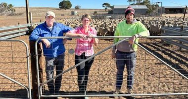 Farmers in South Australia are calling for more help amid a drought they say is the worst they ever seen.Cassie Farley says her family farm in Peake, two hours from Adelaide, which they have run for more than 40 years, has been suffering for around 18 months.