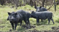 'Waste of money': Proposed feral animal bounty sparks big clash