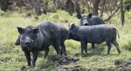 'Waste of money': Proposed feral animal bounty sparks big clash