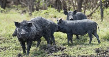 'Waste of money': Proposed feral animal bounty sparks big clash