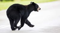 1 dead in suspected bear attack in Florida, wildlife officials say