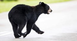1 dead in suspected bear attack in Florida, wildlife officials say