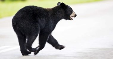 1 dead in suspected bear attack in Florida, wildlife officials say