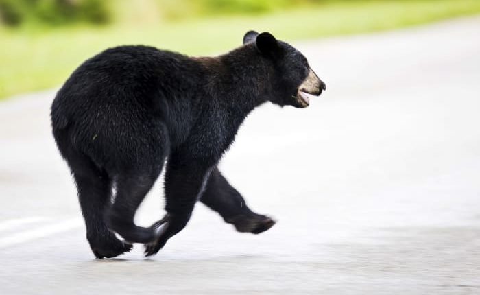 1 dead in suspected bear attack in Florida, wildlife officials say