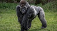 100 men versus 1 gorilla: Experts weigh in on viral debate