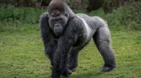 Could a gorilla beat 100 men in a fight? It's the question that's taken over the world - and now some top footy stars have answered it