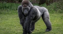Could a gorilla beat 100 men in a fight? It's the question that's taken over the world - and now some top footy stars have answered it
