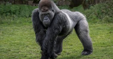Could a gorilla beat 100 men in a fight? It's the question that's taken over the world - and now some top footy stars have answered it