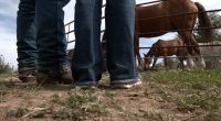 3 horses killed in bee attack: 'Looked like a black cloud'