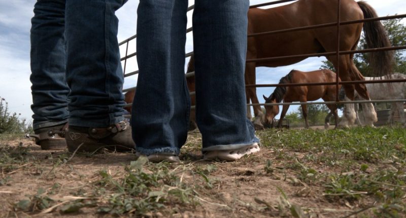 3 horses killed in bee attack: 'Looked like a black cloud'