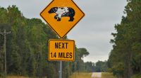 89 year-old's remains found in bear after deadly attack in Florida