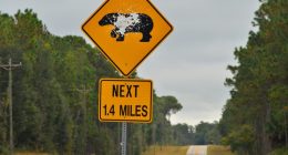 89 year-old's remains found in bear after deadly attack in Florida