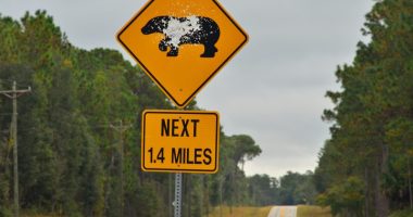 89 year-old's remains found in bear after deadly attack in Florida