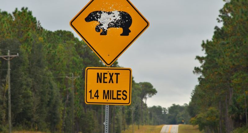 89 year-old's remains found in bear after deadly attack in Florida