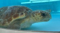 A 302-pound loggerhead sea turtle hit by a boat gets an oversize CT scan, with a surprise