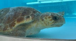 A 302-pound loggerhead sea turtle hit by a boat gets an oversize CT scan, with a surprise