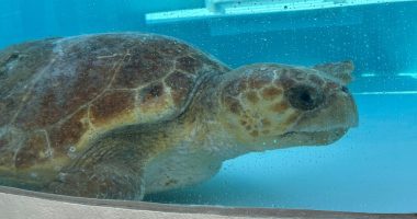 A 302-pound loggerhead sea turtle hit by a boat gets an oversize CT scan, with a surprise