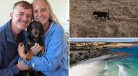 A miniature dachshund is reunited with its owner after 18 months lost on an Australian island