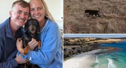 A miniature dachshund is reunited with its owner after 18 months lost on an Australian island