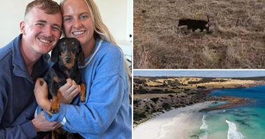 A miniature dachshund is reunited with its owner after 18 months lost on an Australian island