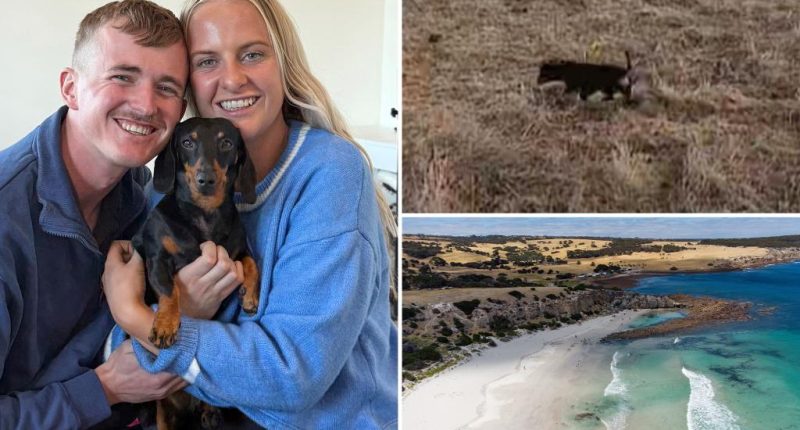 A miniature dachshund is reunited with its owner after 18 months lost on an Australian island