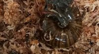 A rare New Zealand snail is filmed for the first time laying an egg from its neck