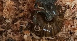 A rare New Zealand snail is filmed for the first time laying an egg from its neck