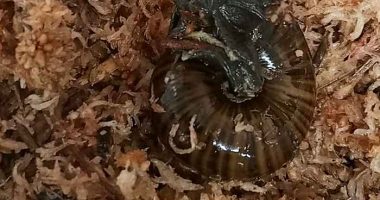 A rare New Zealand snail is filmed for the first time laying an egg from its neck