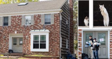 About 100 dead cats found in Long Island home following reports of foul ammonia stench