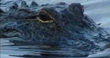Alligators, snakes, biting insects: Small plane crash survivors recall 36-hour ordeal