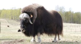 An Alaska Mother's Day tradition: Mingling with ice age survivors on a farm