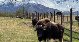 An Alaska Mother's Day tradition: Mingling with ice age survivors on a farm