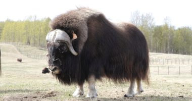 An Alaska Mother's Day tradition: Mingling with ice age survivors on a farm