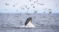 As Trump pares back ocean protections, California weighs expanding them