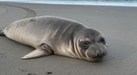 Baby Seal Stabbed: Manhunt Underway for Person of Interest After Stabbing Seal ‘Multiple Times’