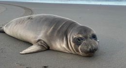 Baby Seal Stabbed: Manhunt Underway for Person of Interest After Stabbing Seal ‘Multiple Times’
