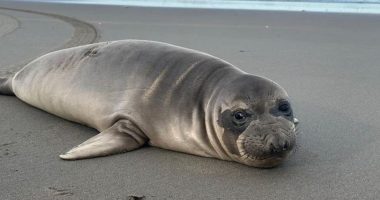 Baby Seal Stabbed: Manhunt Underway for Person of Interest After Stabbing Seal ‘Multiple Times’