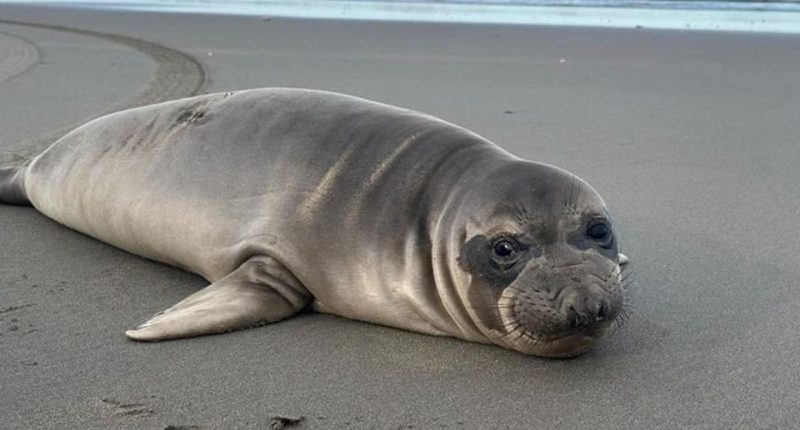 Baby Seal Stabbed: Manhunt Underway for Person of Interest After Stabbing Seal ‘Multiple Times’