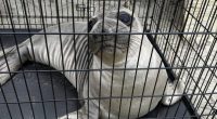 Baby seal stabbed on Oregon coast prompts search for suspect