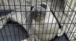 Baby seal stabbed on Oregon coast prompts search for suspect