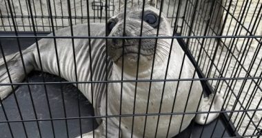 Baby seal stabbed on Oregon coast prompts search for suspect