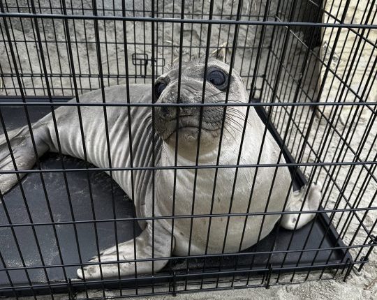 Baby seal stabbed on Oregon coast prompts search for suspect